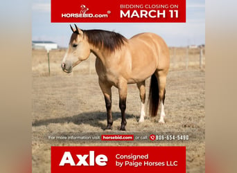 Quarter horse américain, Hongre, 9 Ans, 150 cm, Buckskin, in Amarillo, TX,