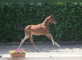 Trakehner, Stallion, 1 year, Brown, in Schwerte,