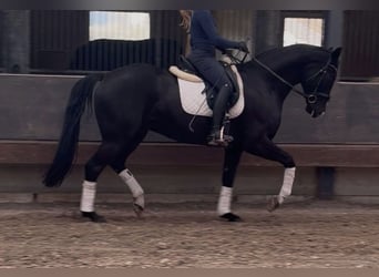 KWPN, Gelding, 6 years, 16.1 hh, Black, in Ysselsteyn