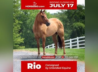 Quarter horse américain, Hongre, 10 Ans, 152 cm, Alezan dun, in Millerstown, PA,