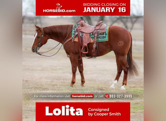 American Quarter Horse, Stute, 9 Jahre, Rotfuchs, in Whitesboro, TX,