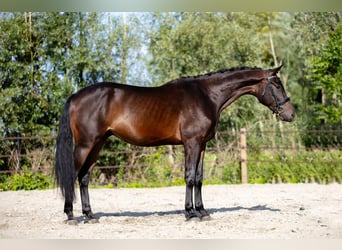 KWPN, Ruin, 3 Jaar, 170 cm, Donkerbruin, in Groningen