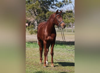 Hungarian Sport Horse, Mare, 6 years, 16 hh, Chestnut-Red, in Gyula,