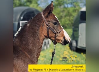 Hengst 