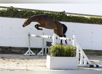 New Forest Pony, Hengst, 3 Jahre, 135 cm, Dunkelbrauner, in Waddinxveen,