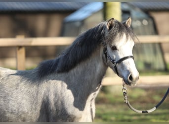 Welsh-B, Merrie, 3 Jaar, 122 cm, Schimmel, in Aalten