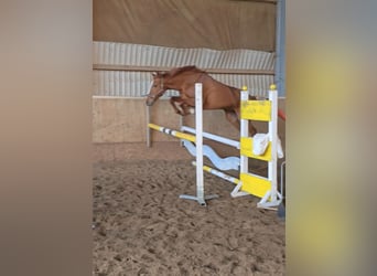 Weitere Warmblüter, Stute, 11 Jahre, 161 cm, Fuchs, in Minden