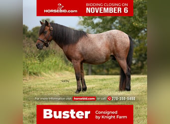 Plus de poneys/petits chevaux, Hongre, 11 Ans, 122 cm, Roan-Bay, in Princeton,