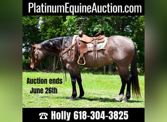 Quarter horse américain, Hongre, 9 Ans, 152 cm, Roan-Bay, in Greenville KY,