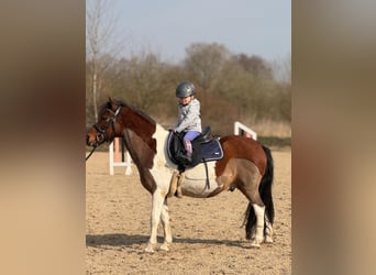 Reitbeteiligung für zwei kleine Mäuse gesucht