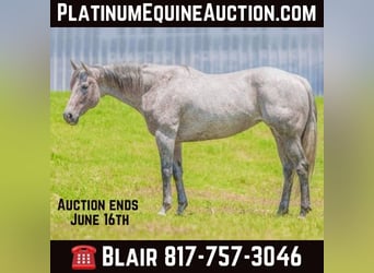 American Quarter Horse, Wallach, 11 Jahre, 163 cm, Schimmel, in Weatherford TX,