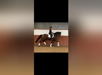 Hannoveraan, Ruin, 6 Jaar, 175 cm, Bruin, in Echem