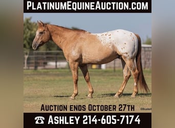 American Quarter Horse, Wallach, 13 Jahre, 152 cm, Falbe, in Weatherford TX,