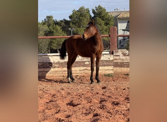 Spanisches Sportpferd, Wallach, 3 Jahre, Hellbrauner, in Fuendetodos