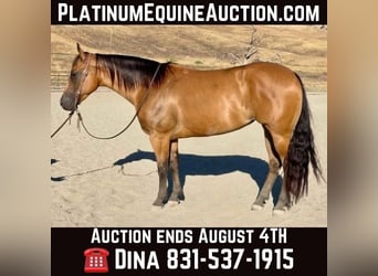 American Quarter Horse, Mare, 5 years, 15 hh, Buckskin, in Paicines CA,