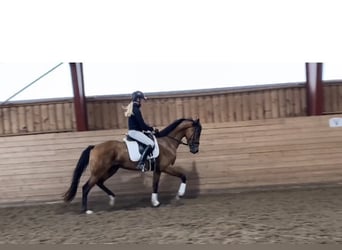 KWPN, Mare, 5 years, 16 hh, Brown, in Sigtuna,