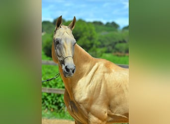 Akhal-Teke, Stallion, Palomino, in GOVEN,