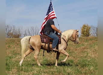 Tennessee walking horse, Hongre, 12 Ans, 157 cm, Palomino, in Whitley City KY,