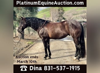 American Quarter Horse, Wallach, 11 Jahre, 152 cm, Rappe, in Paicines CA,