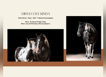 American Paint Horse, Jument, 9 Ans, Tobiano-toutes couleurs, in Montmorillon