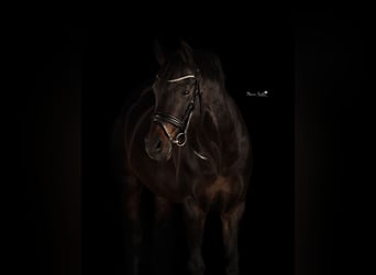 Welsh D (Cob), Stallion, 17 years, 14.1 hh, Bay-Dark, in Mielsdorf,