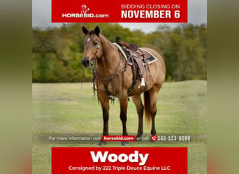 Quarter horse américain, Hongre, 15 Ans, 155 cm, Buckskin, in Weatherford, TX,