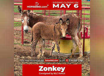 Donkey Mix, Mare, Foal (03/2024), in Grand Saline,