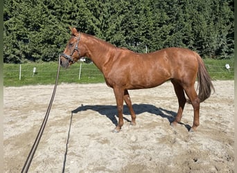 American Quarter Horse, Stute, 22 Jahre, 153 cm, , in Völkermarkt