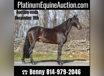Friesian horses, Gelding, 6 years, 15.3 hh, Bay, in Everette PA,
