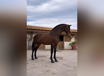 PRE, Étalon, 3 Ans, 153 cm, Bai, in Cornillon-Confoux