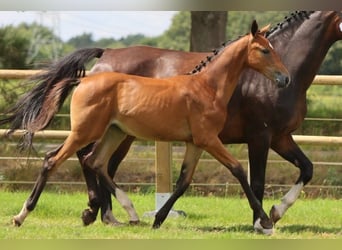 KWPN, Stute, 1 Jahr, Brauner, in Jerez De La Frontera,