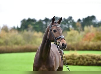 Andere Rassen, Merrie, 10 Jaar, Bruin, in Fontaine-l&#39;Abbé,