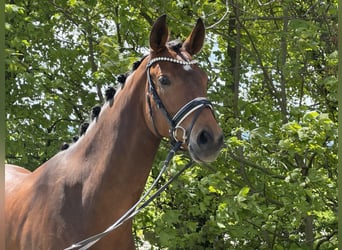 Westfaal, Ruin, 5 Jaar, 169 cm, Brauner, in Paderborn,