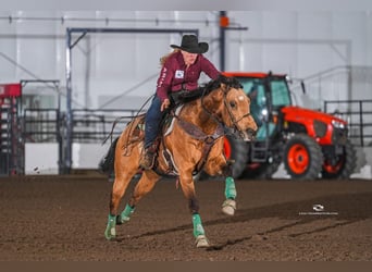 American Quarter Horse, Wałach, 7 lat, 163 cm, Jelenia, in BC, Canada