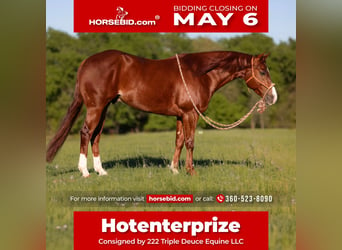 Quarter horse américain, Hongre, 4 Ans, 155 cm, Alezan cuivré, in Weatherford,