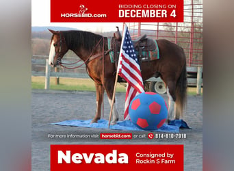 American Quarter Horse, Wallach, 9 Jahre, 152 cm, Rotfuchs, in Rebersburg, PA,