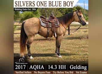 American Quarter Horse, Gelding, 9 years, 14.2 hh, Buckskin, in Houston, MO