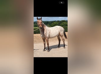 Knabstrup, Mare, 3 years, 15 hh, Leopard-Piebald, in Mohrkirch