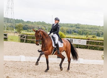 KWPN, Merrie, 16 Jaar, 173 cm, Bruin, in Heiloo