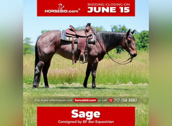 American Paint Horse, Giumenta, 10 Anni, Baio roano, in Shippensburg