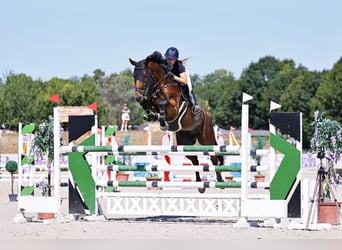 German Sport Horse, Gelding, 11 years, in Ravazd,