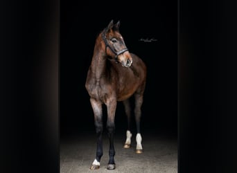Holsteiner, Étalon, 1 Année, Gris, in Nettetal