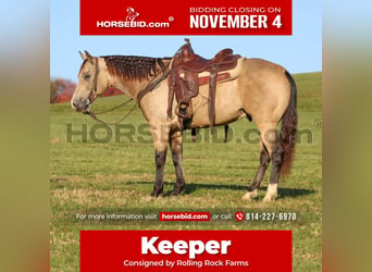 American Quarter Horse, Wallach, 11 Jahre, 152 cm, Buckskin, in Clarion, PA,