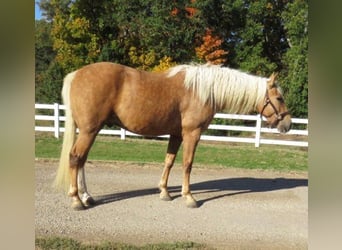 Quarter horse américain, Hongre, 7 Ans, 145 cm, Palomino, in Effingham IL,