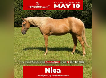 Quarter horse américain, Hongre, 2 Ans, 152 cm, Palomino, in Williston