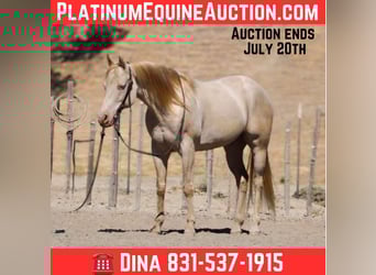 Quarter horse américain, Hongre, 10 Ans, 150 cm, Cremello, in Paicines CA