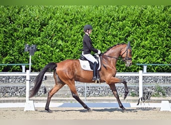 Mare 4 years