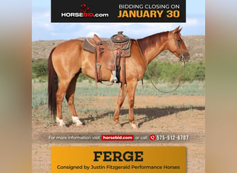 Quarter horse américain, Hongre, 10 Ans, 155 cm, Alezan dun, in Redrock, NM,