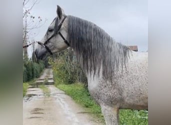 PRE Mix, Stallion, 8 years, 16 hh, Gray, in Madrid,