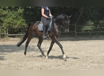 Rheinländer, Castrone, 4 Anni, 167 cm, Baio nero, in Wachtendonk